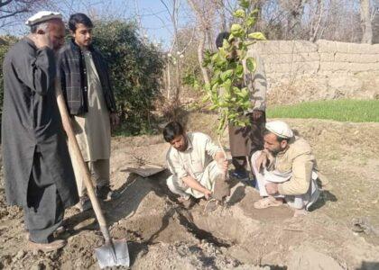 Drive to plant 200,000 saplings worth 19m afs kicks off in Laghman