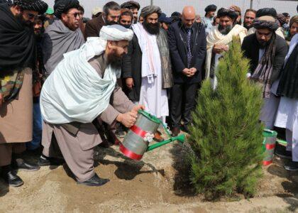 2 million trees to be planted in Kabul city in spring