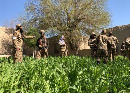 Poppy crop on 100 acres of land eradicated in Balkh