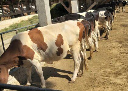 Milk production up manifold in Nangarhar: Canal officials