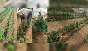 Rainfalls, chill damage half of Farah’s greenhouse crops