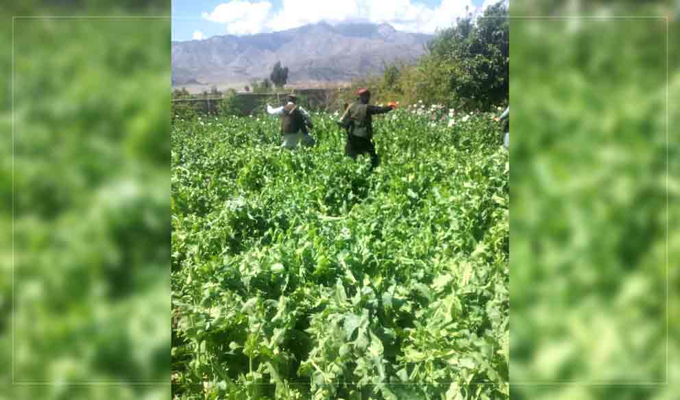 Poppy crop on nearly 150 acres of land eradicated in Laghman – Pajhwok ...