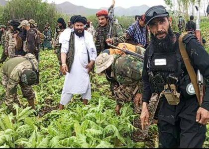 Poppy destroyed on 7,500 acres of land in Badakhshan