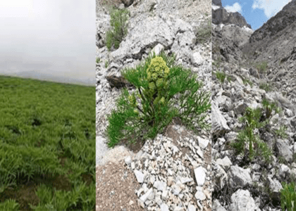 Herbal plant ‘Raf’ harvesting increases in Daikundi