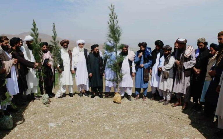 لوګر کې د «زرغون او پرمختللی هېواد» تر عنوان لاندې د نیالګیو اېښودو حشر وشو
