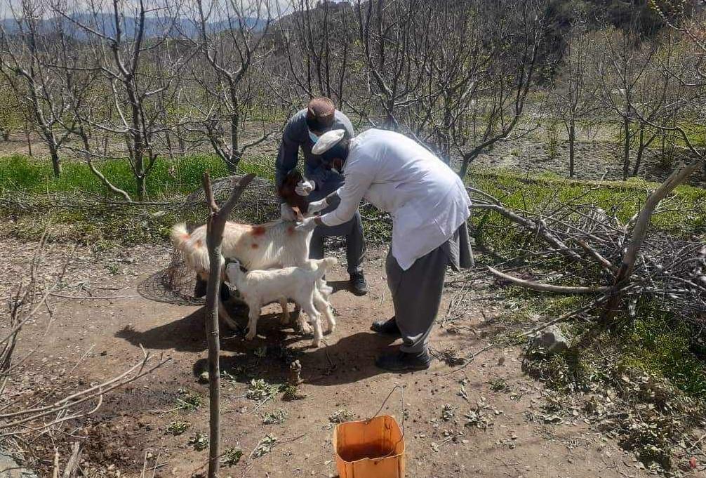 پکتیا کې په تېر یوه کال کې ۳ زره څاروي د لېونتوب پر ناروغۍ اخته شوي