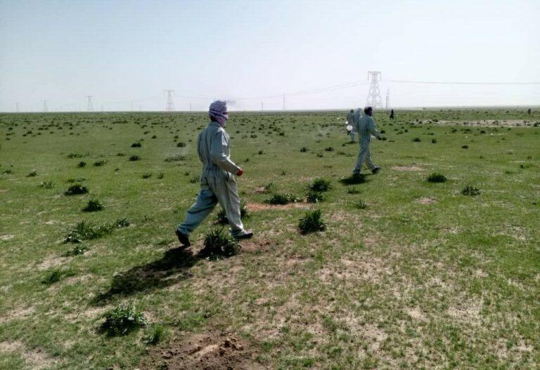 کمپاین جلوگیری از هجوم ملخ در مرکز و چند ولسوالی کندز آغاز شد