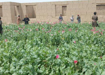 Over 400 acres purged of poppy in Balkh
