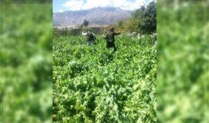 Poppy crop on nearly 150 acres of land eradicated in Laghman