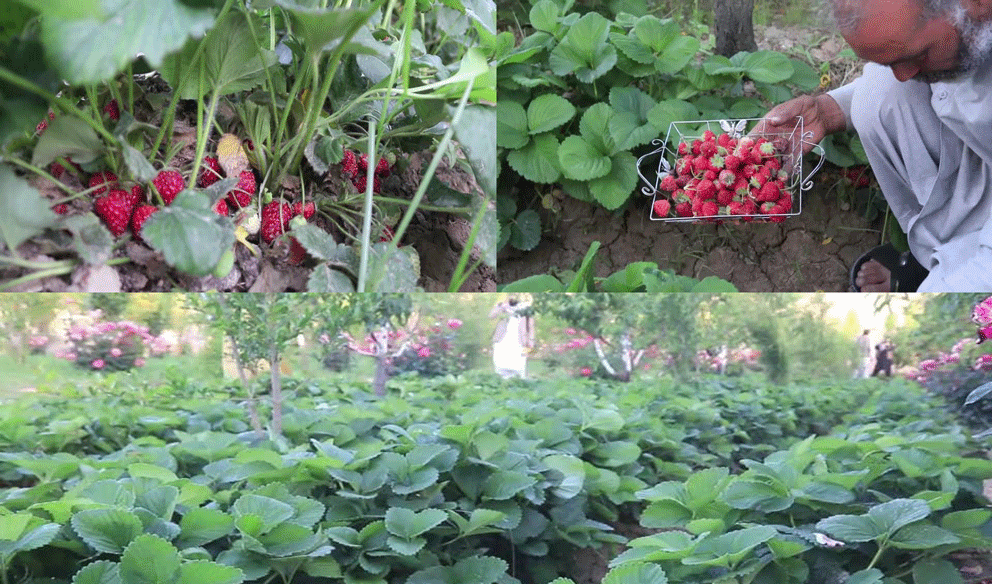 Strawberry yield estimated at 225 tons in Balkh