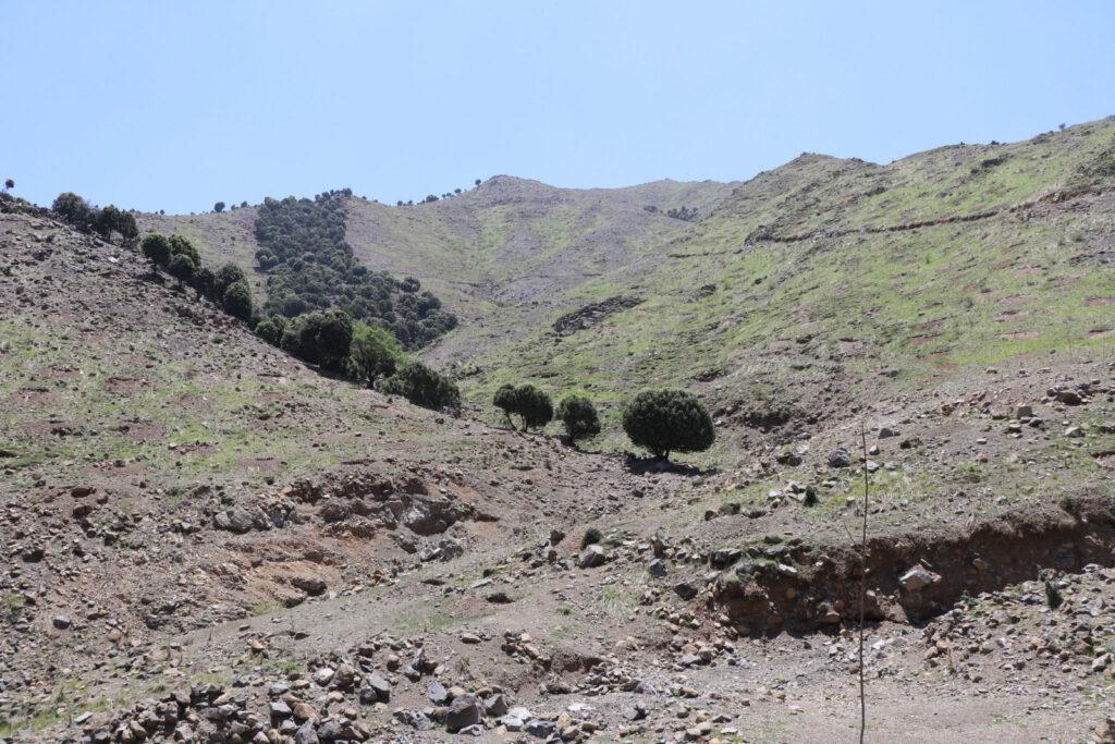 Forests on 1000 hectares of land revived in Khost