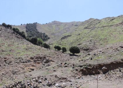 Forests on 1000 hectares of land revived in Khost