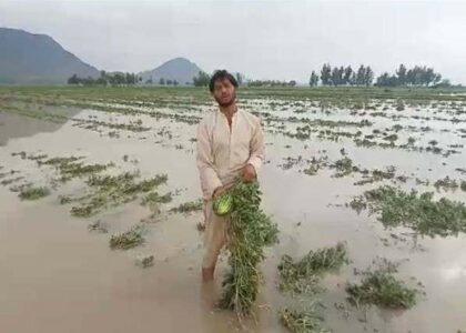 Nangarhar flood-affected farmers seek govt’s help