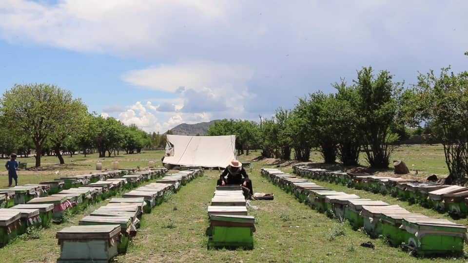 Khost farms produce 650 tons of honey last year - Vimarsana News