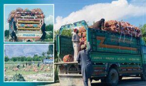 Nangarhar onion yield estimated at 66,000 tonnes