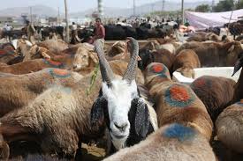 Islamabad asked to allow animal imports from Afghanistan