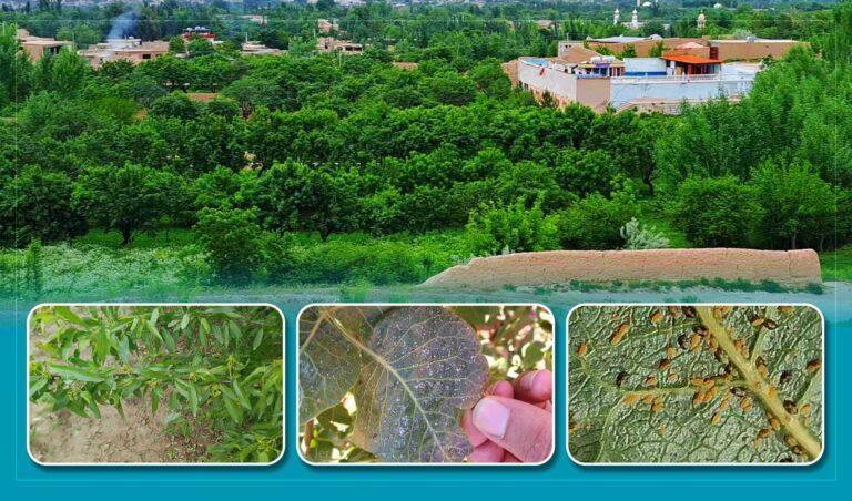 Shot hole disease damages fruit orchards in Samangan