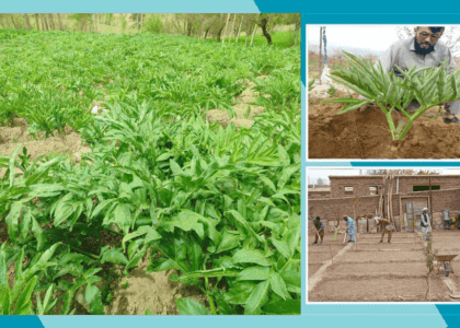 Daikundi: Asafoetida growers seek training