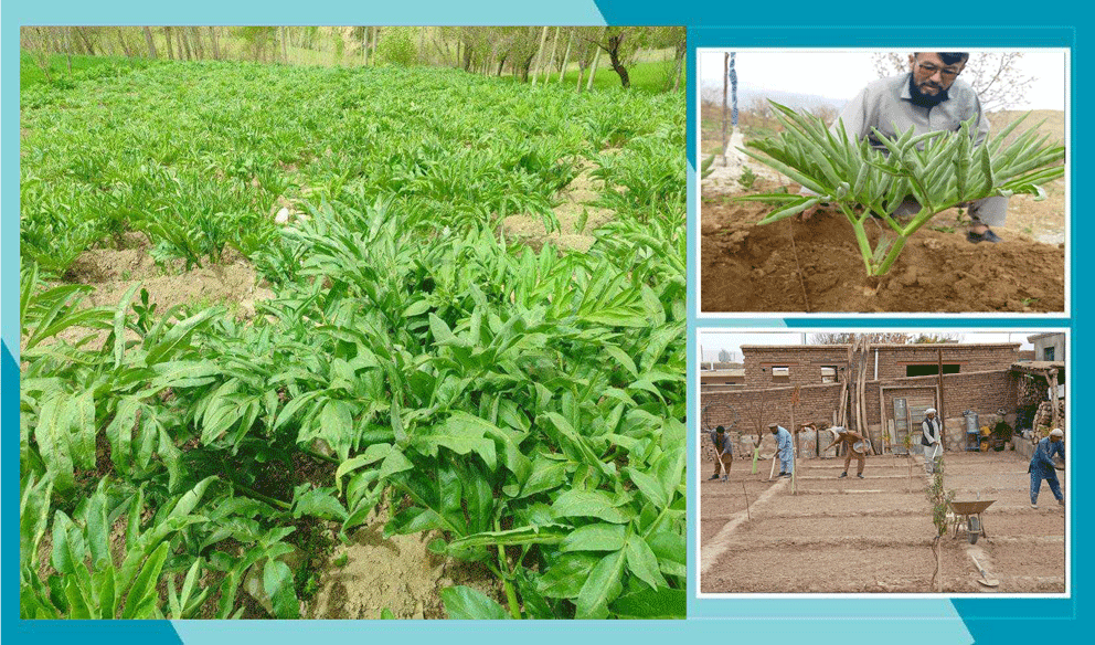 Daikundi: Asafoetida growers seek training