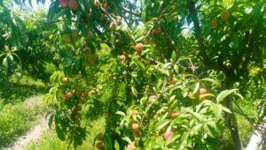 Nearly 9,000 tons of peach yield estimated in Nangarhar this year