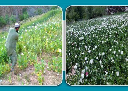 Poppy destroyed on over 50 acres in Farah