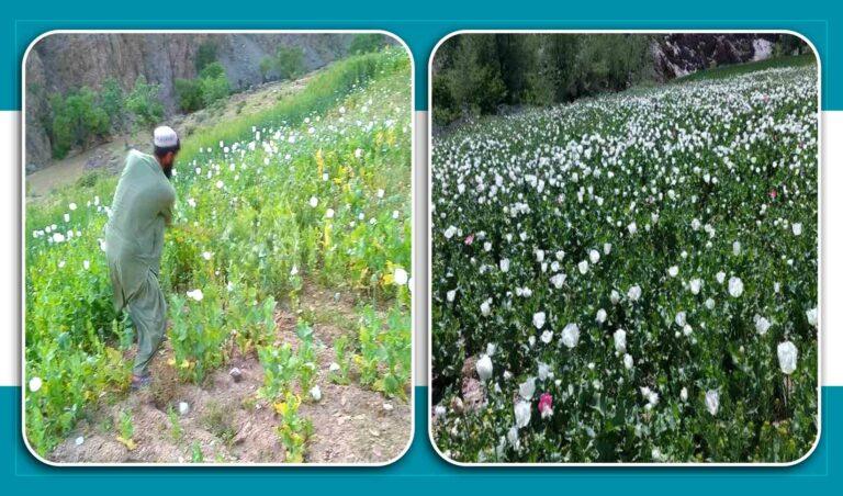 Poppy destroyed on over 50 acres in Farah