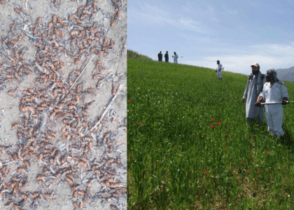 250 acres cleared as anti-locust drive goes on in Badakhshan