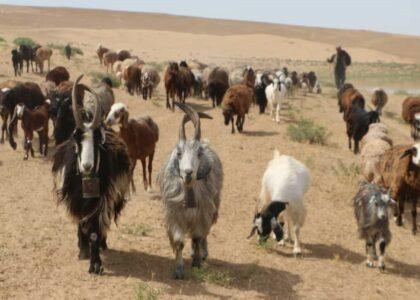 Jawzjan livestock owners want animals vaccinated 