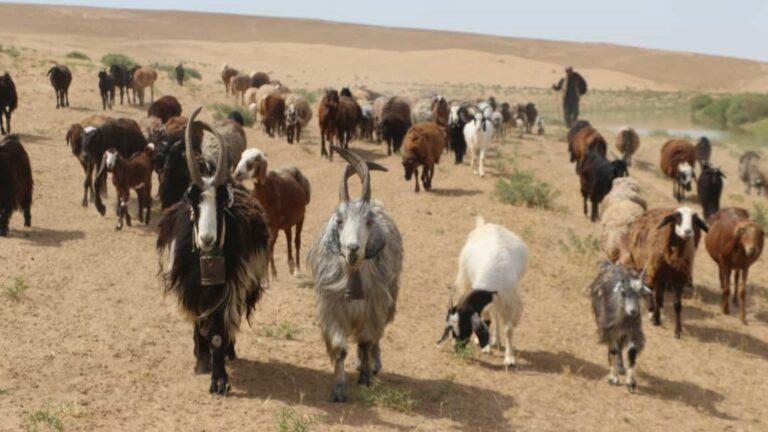 مالداران در جوزجان برای تطبیق واکسین به مواشی شان خواستار کمک اند