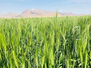 مسوولین: پروژه‌های را برای حمایت از دهقانان در هرات روی دست گرفته‌ایم