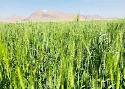 مسوولین: پروژه‌های را برای حمایت از دهقانان در هرات روی دست گرفته‌ایم