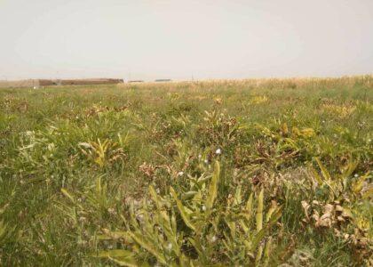 دهاقین در هلمند به کشت هنگ رو آورده‌اند