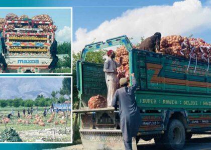 Nangarhar onion yield estimated at 66,000 tonnes