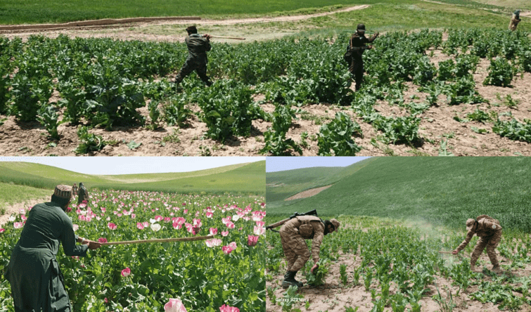 Poppy lands destroyed in Samangan, Sar-i-Pul, Panjsher