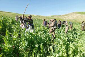 Badakhshan poppy eradication drive underway strictly: Officials
