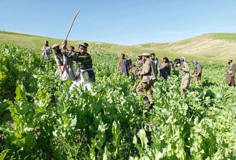 مسؤولین محلی بدخشان: روند تخریب کشت کوکنار در این ولایت به‎‌‌‌گونۀ جدی ادامه دارد
