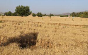 Khost records 30pc surge in wheat harvest this year