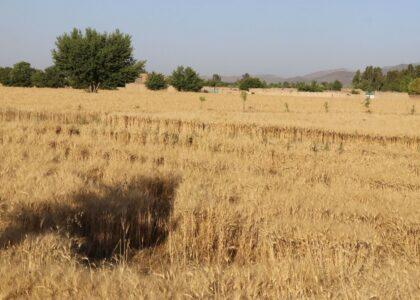 Khost records 30pc surge in wheat harvest this year