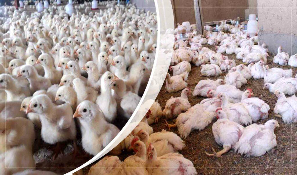 افزایش فارم‌های مرغ‌داری در دایکندی؛ مرغ‌داران: در بخش تولید گوشت مرغ به خودکفایی رسیده‌ایم