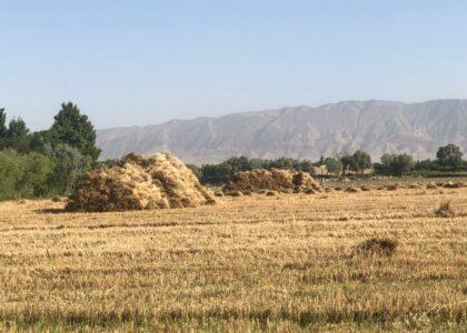 Balkh wheat yield sees two-fold surge this year