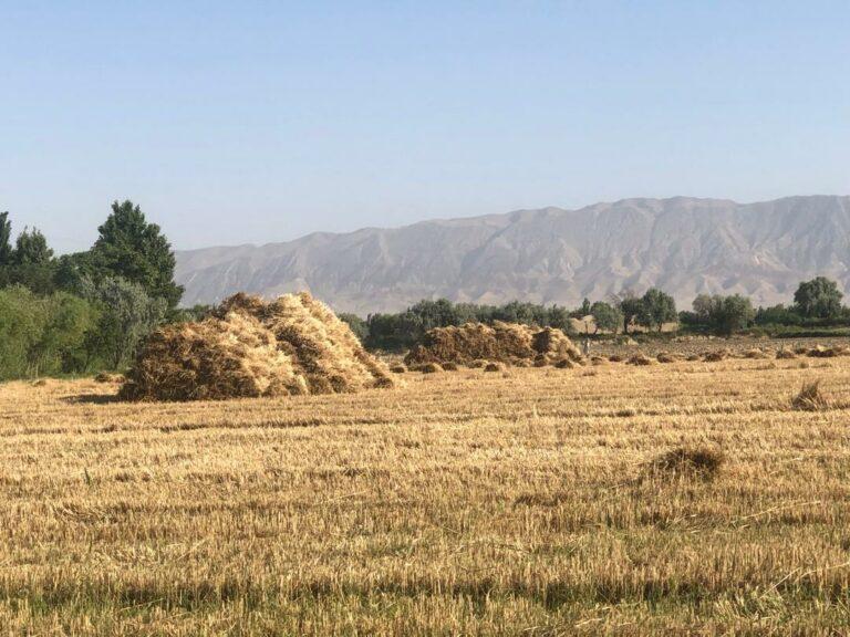 امسال بیش از ۲۳۰ هزار تُن گندم در بلخ برداشت خواهد شد