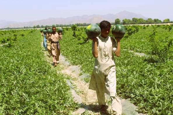 ننګرهار کې سږ کال د هندواڼو حاصلات څه باندې ۸۳ زره مټریک ټنه اټکل شوي