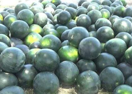 Watermelon yield in Nangarhar to surpass 83,000MT
