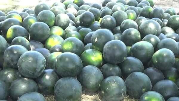 Rise in watermelon yield in Farah expected this year