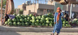 «نیمروز کې سږ کال د تېر کال په نسبت د هندواڼو او خټکیو حاصلات ۵۰ سلنه ډېر شوي»