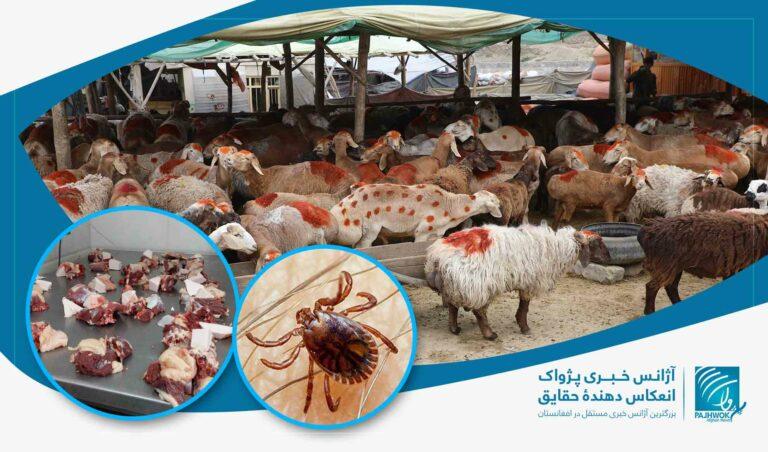 Congo fever: Preventive measures urged while slaughtering animals