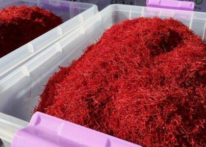 Afghanistan’s saffron ranked No.1 for 9th time
