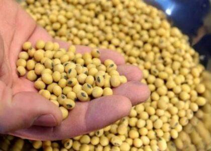 Soybeans cultivated on 52 acres land in Nangarhar