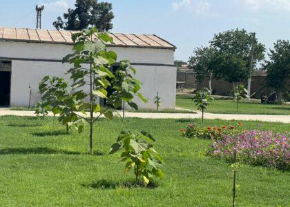 د کندز سپین‌زر دولتي شرکت لس زره د پولینیا نیالګي وارد کړي