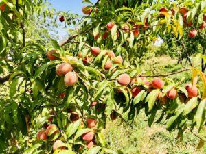 Balkh peach yield estimated around 4,000 tonnes this year
